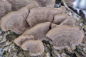 Attēlu rezultāti vaicājumam “Cerrena unicolor”