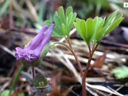 Attēlu rezultāti vaicājumam “Corydalis intermedia fruit”