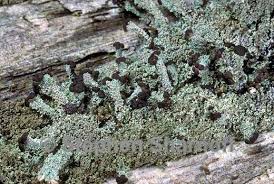 Attēlu rezultāti vaicājumam “Cladonia parasitica”
