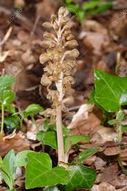 Attēlu rezultāti vaicājumam “Neottia nidus-avis flower”