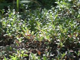 Attēlu rezultāti vaicājumam “Exobasidium uvae-ursi”