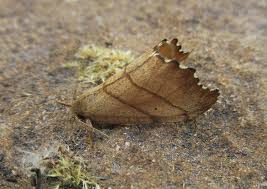 Attēlu rezultāti vaicājumam “Falcaria lacertinaria”