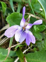 Attēlu rezultāti vaicājumam “Viola reichenbachiana flower”