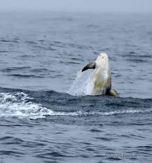 Image result for Grampus griseus