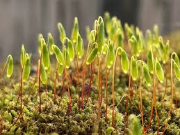 Attēlu rezultāti vaicājumam “Aulacomnium androgynum”