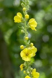 Attēlu rezultāti vaicājumam “Verbascum densiflorum bud”