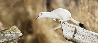 Attēlu rezultāti vaicājumam “Mustela erminea”