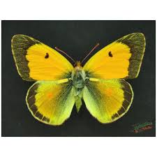 Attēlu rezultāti vaicājumam “Colias croceus underside”