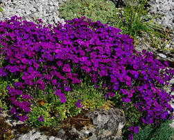 Attēlu rezultāti vaicājumam “Aubrieta deltoidea flower”