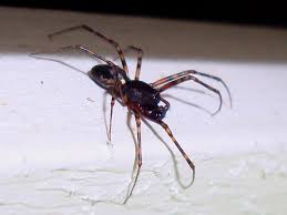 Attēlu rezultāti vaicājumam “Neriene montana”