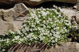 Attēlu rezultāti vaicājumam “Arenaria procera”