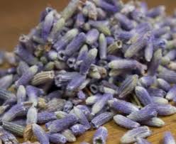 Attēlu rezultāti vaicājumam “Lavandula angustifolia bud”