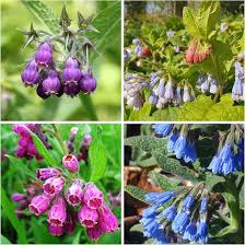 Image result for Symphytum officinale