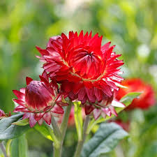 Image result for Strohblume