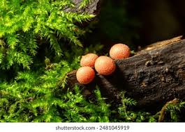 Attēlu rezultāti vaicājumam “Lycogala irregulare young”