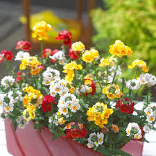 Image result for Elfenspiegel