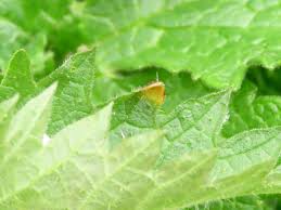 Attēlu rezultāti vaicājumam “Puccinia urticata”