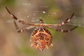 Attēlu rezultāti vaicājumam “Aranei”