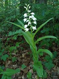 Attēlu rezultāti vaicājumam “Cephalanthera longifolia”