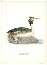 Attēlu rezultāti vaicājumam “Podiceps cristatus”