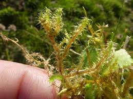 Attēlu rezultāti vaicājumam “Rhytidiadelphus squarrosus”