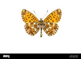 Attēlu rezultāti vaicājumam “Clossiana selene”