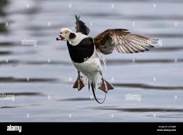 Attēlu rezultāti vaicājumam “Clangula hyemalis”