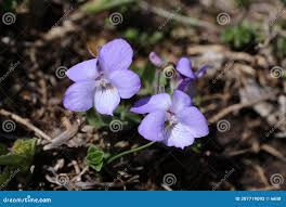 Attēlu rezultāti vaicājumam “Viola rupestris bud”