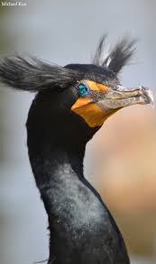 Image result for Phalacrocorax auritus