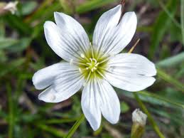Attēlu rezultāti vaicājumam “Cerastium arvense flower”