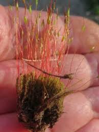 Attēlu rezultāti vaicājumam “Ceratodon purpureus sporophyte”