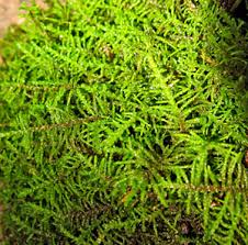 Attēlu rezultāti vaicājumam “Abietinella abietina var. hystricosa”