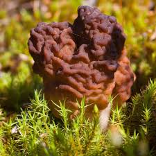 Attēlu rezultāti vaicājumam “Gyromitra esculenta”