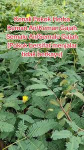 Image result for pohon semalu images