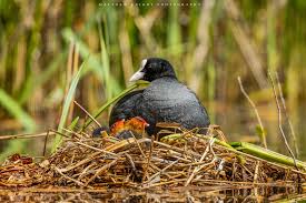 Attēlu rezultāti vaicājumam “Fulica atra nest”
