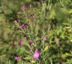 Attēlu rezultāti vaicājumam “Epilobium hirsutum”
