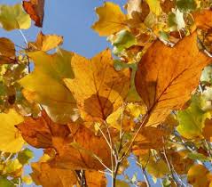 Attēlu rezultāti vaicājumam “Liriodendron tulipifera leaf”