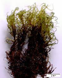 Attēlu rezultāti vaicājumam “Dicranum montanum sporophyte”