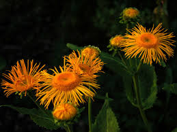 Image result for Telekia speciosa