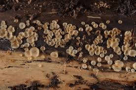 Attēlu rezultāti vaicājumam “Hyalorbilia inflatula”