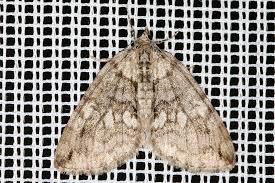 Attēlu rezultāti vaicājumam “Hydriomena impluviata”