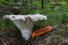 Attēlu rezultāti vaicājumam “Calvatia utriformis”