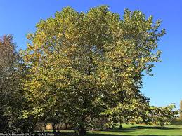 Attēlu rezultāti vaicājumam “Platanus x hispanica (syn. Platanus x acerifolia)”