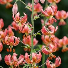 Image result for Lilium martagon `Manitoba Fox`