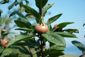 Attēlu rezultāti vaicājumam “Mespilus germanica fruit”