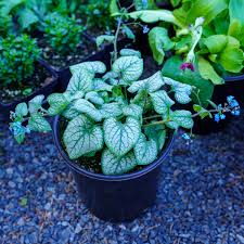Image result for Brunnera `Jack Frost`