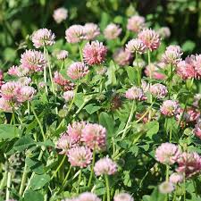 Attēlu rezultāti vaicājumam “Trifolium hybridum”