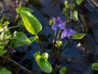 Attēlu rezultāti vaicājumam “Viola uliginosa”