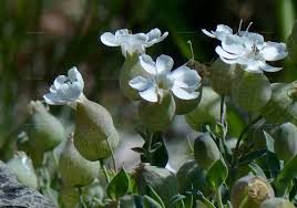 Attēlu rezultāti vaicājumam “Silene tatarica bud”