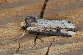 Attēlu rezultāti vaicājumam “Axylia putris”